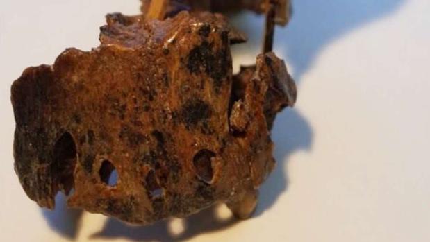 La mandíbula superior del hominino SK-847 muestra signos de una infección que probablemente le llevó a la muerte